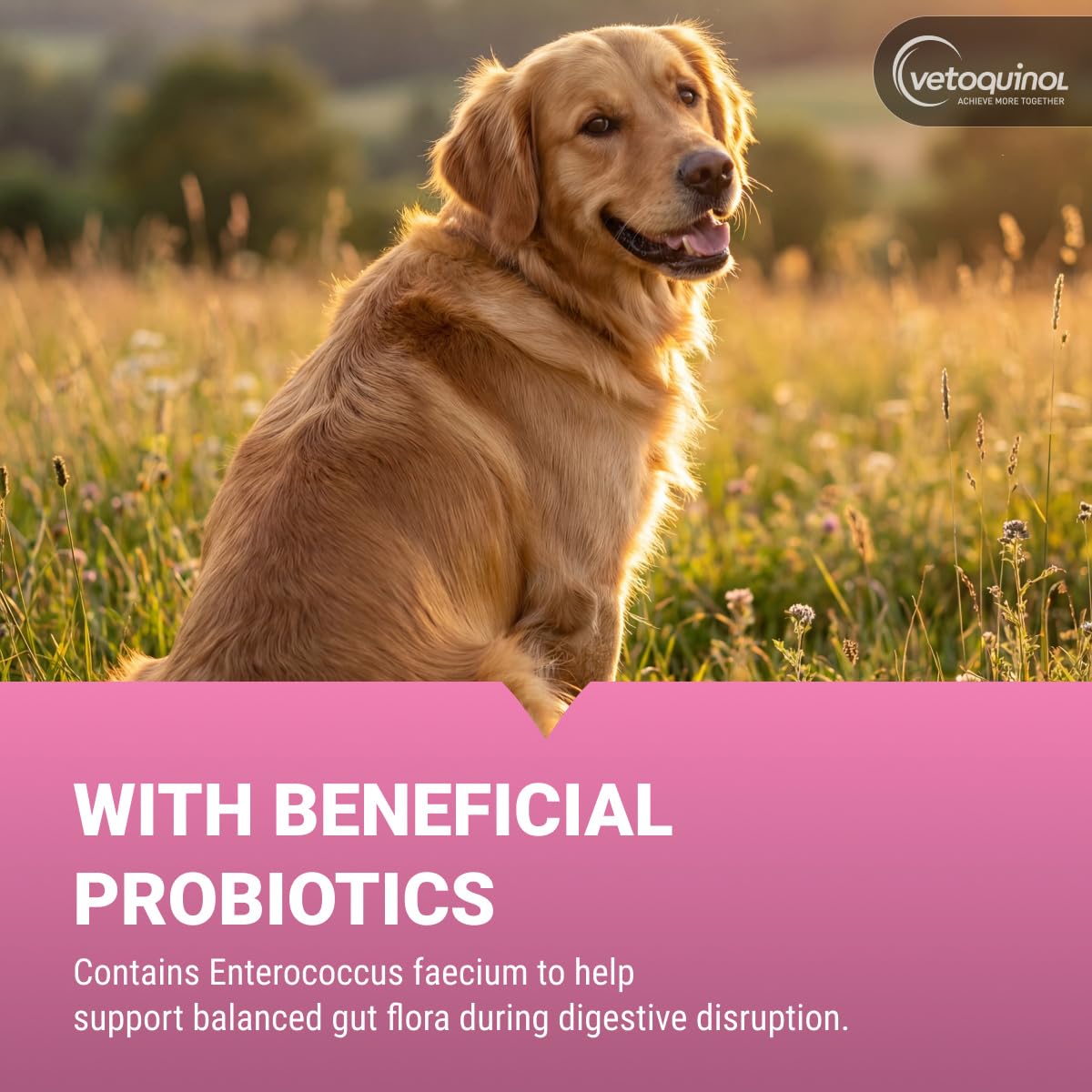 Chewable Probiotic for Pets 250 Count E53733